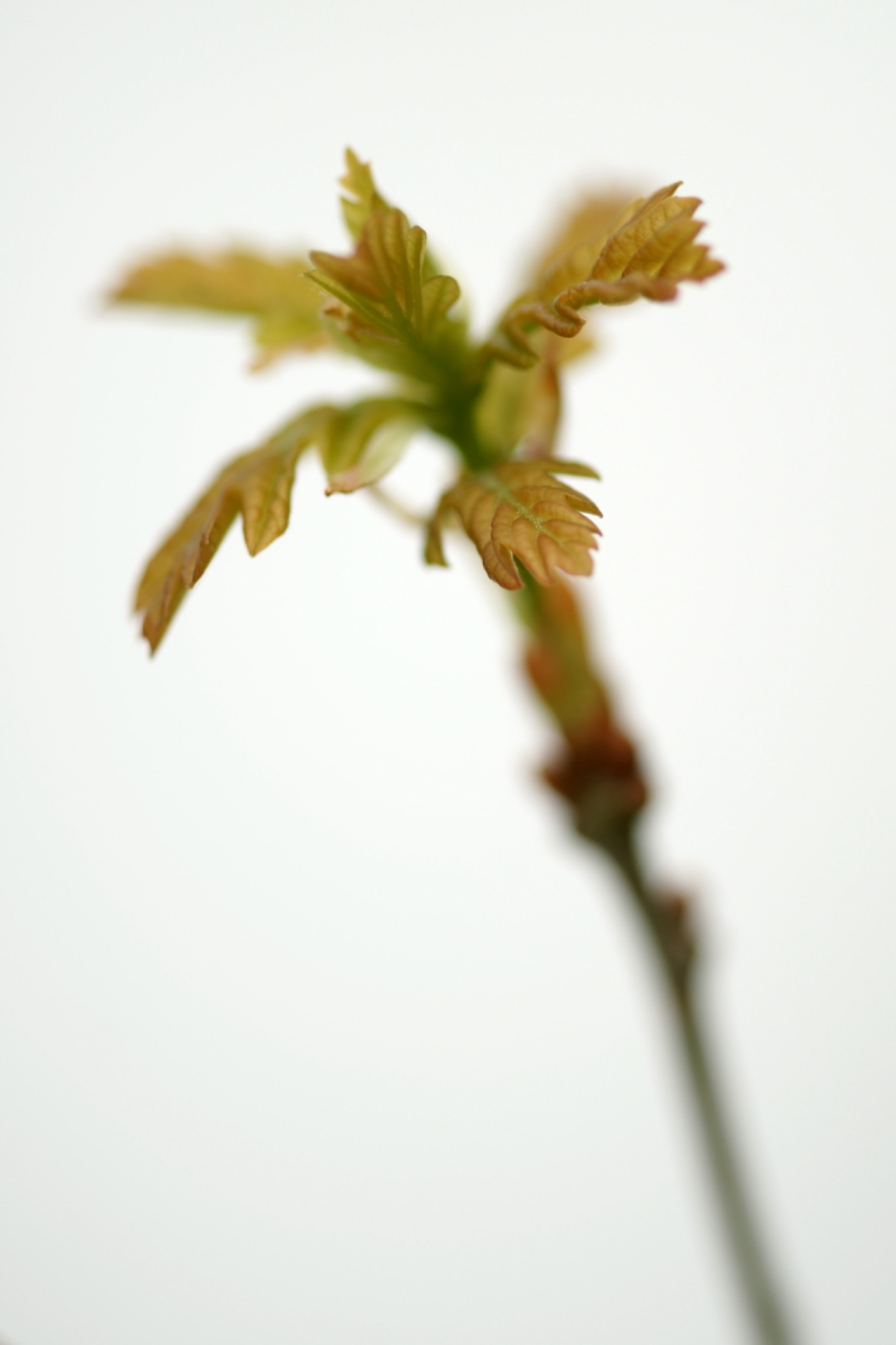 DSC05408a