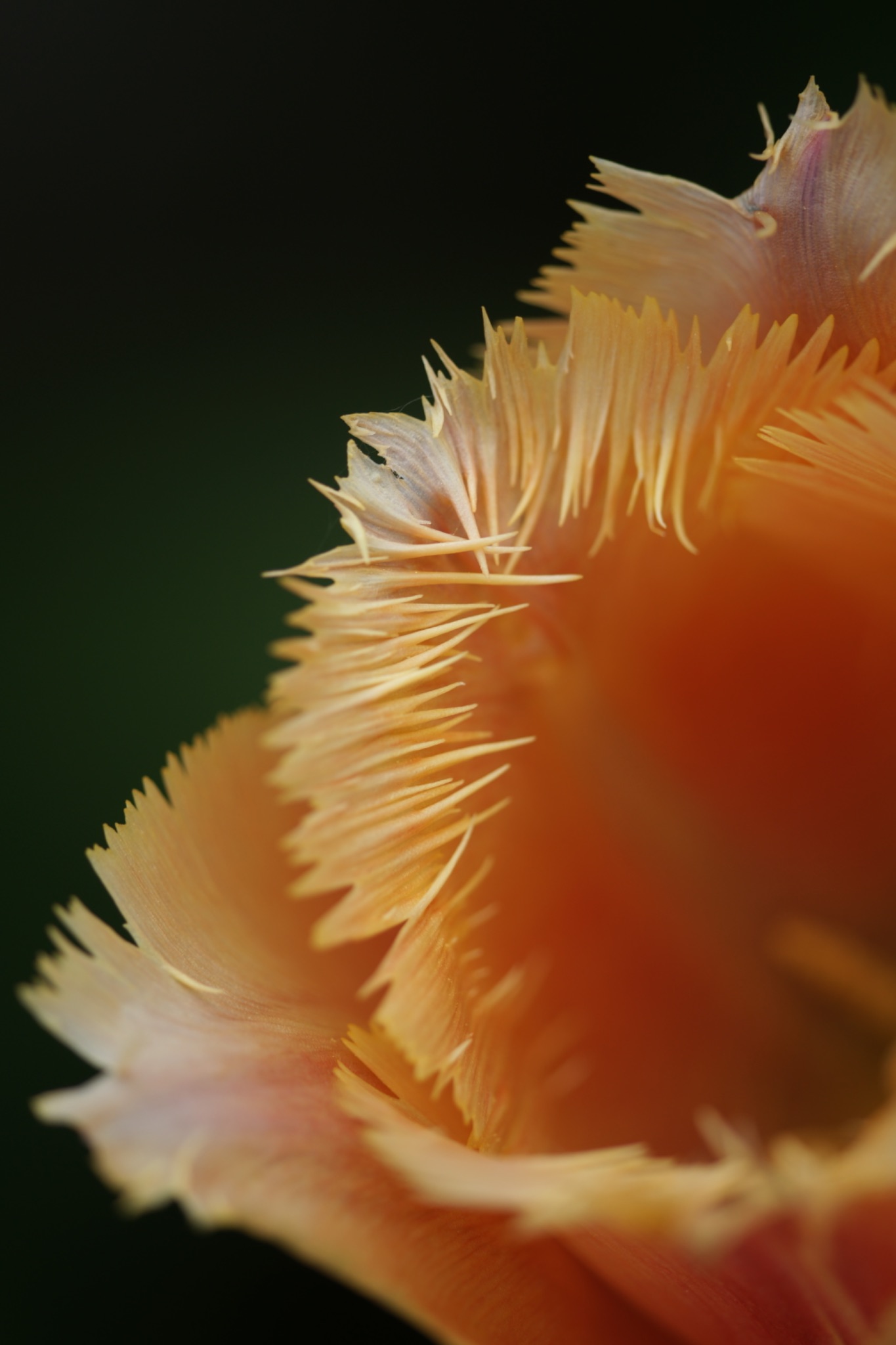 DSC07990a